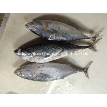 Big Size Gefrorener Bonito Fisch